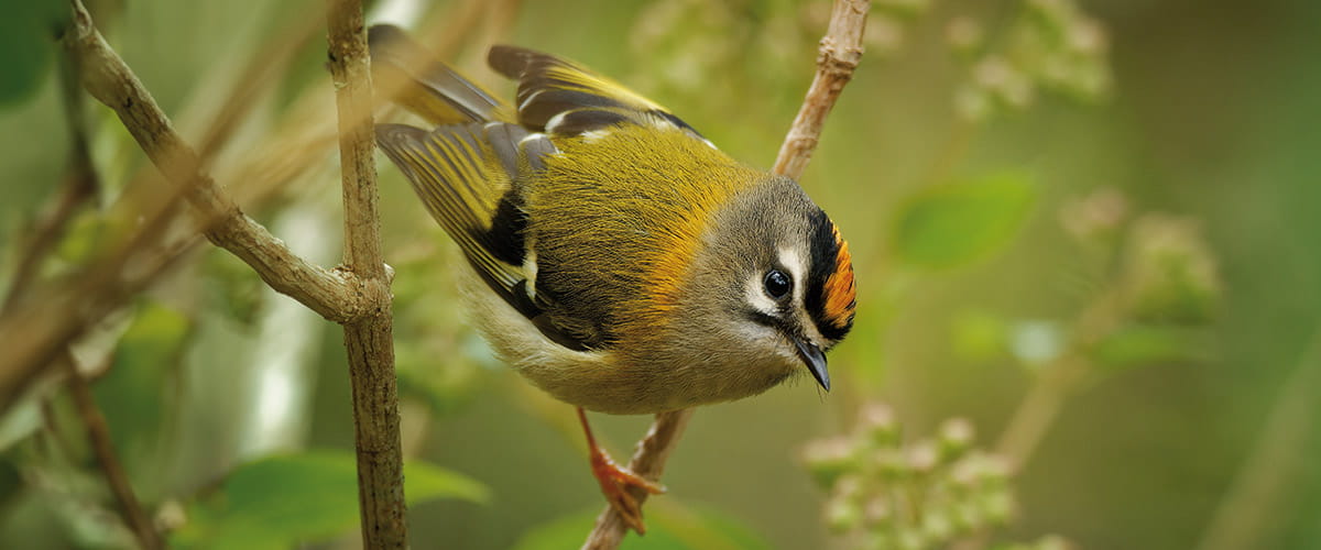 Madeira firecrest